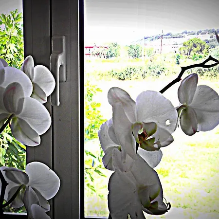 酒店 彼得罗斯酒店