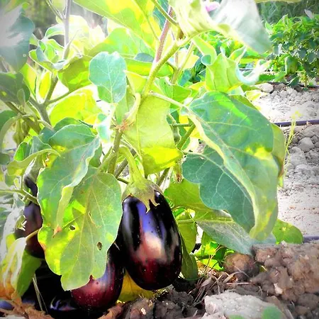 Petros チィリヴィ