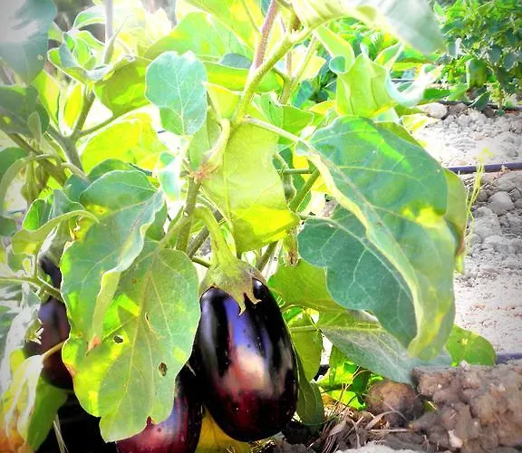 Petros Tsilivi (Zakynthos)