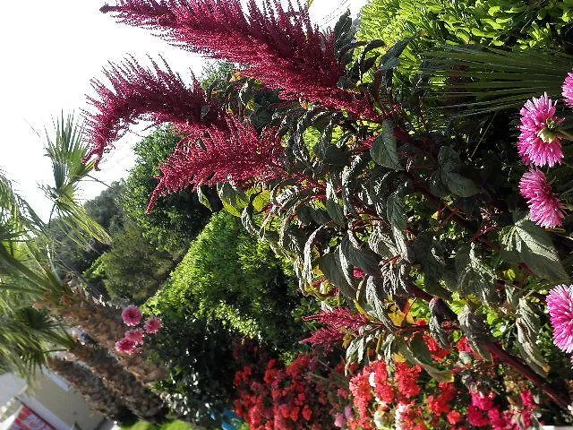 Petros Tsilivi (Zakynthos)